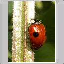 Adalia bipunctata - Zweipunkt 05.jpg